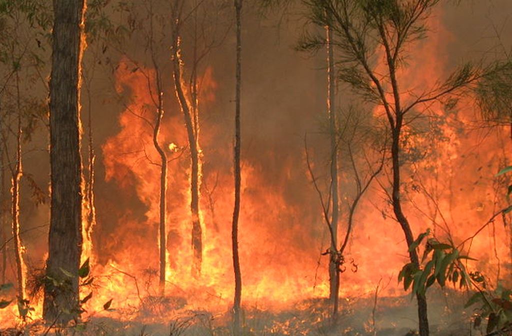 Australia Burns as the Political Debate Continues to Rage